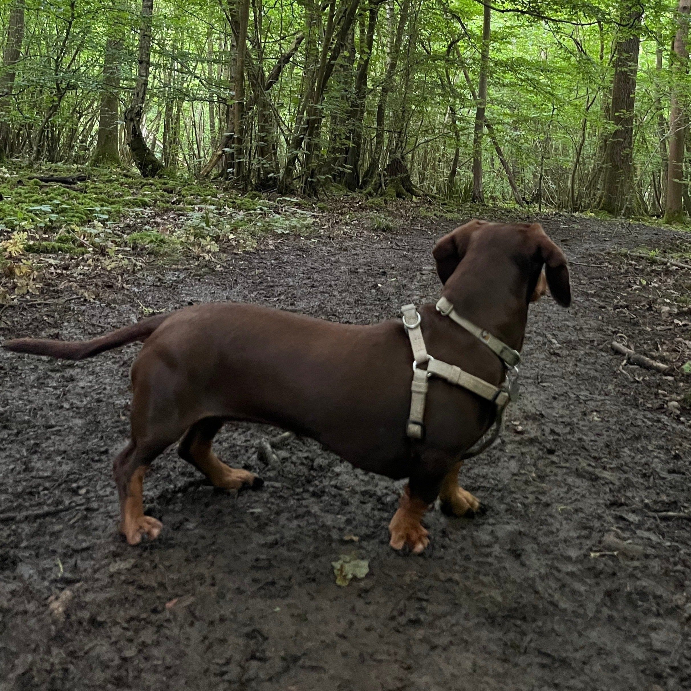 Hemp harness, collar and lead for  Dachshund