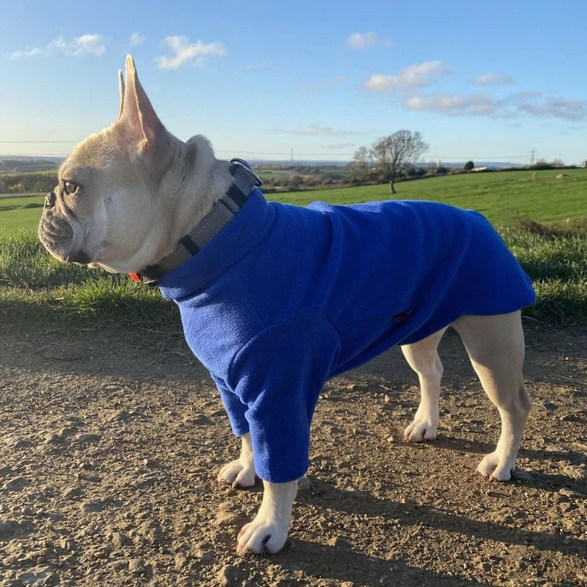 Hotter dog coats online