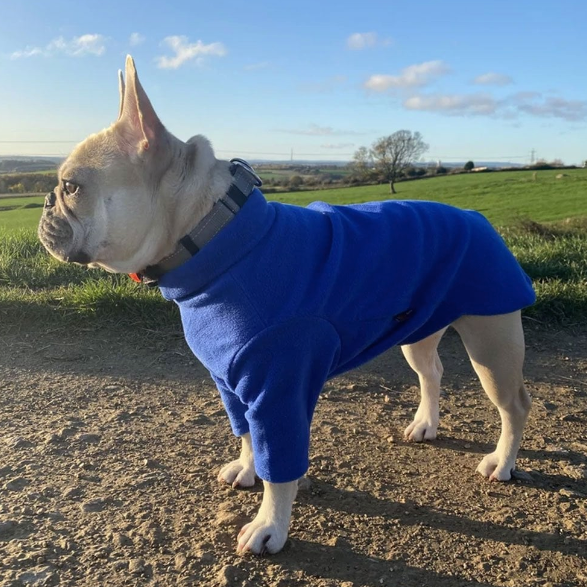 French bulldog jumper by HOTTERdog