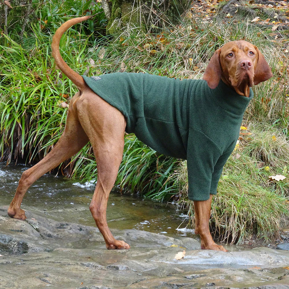 Vizsla jumper