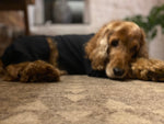 Charger l&#39;image dans la galerie, Cotton dog t-shirt suit in Black, dog recovery suit

