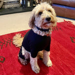 Charger l&#39;image dans la galerie, Cotton dog t-shirt suit in Black, dog recovery suit
