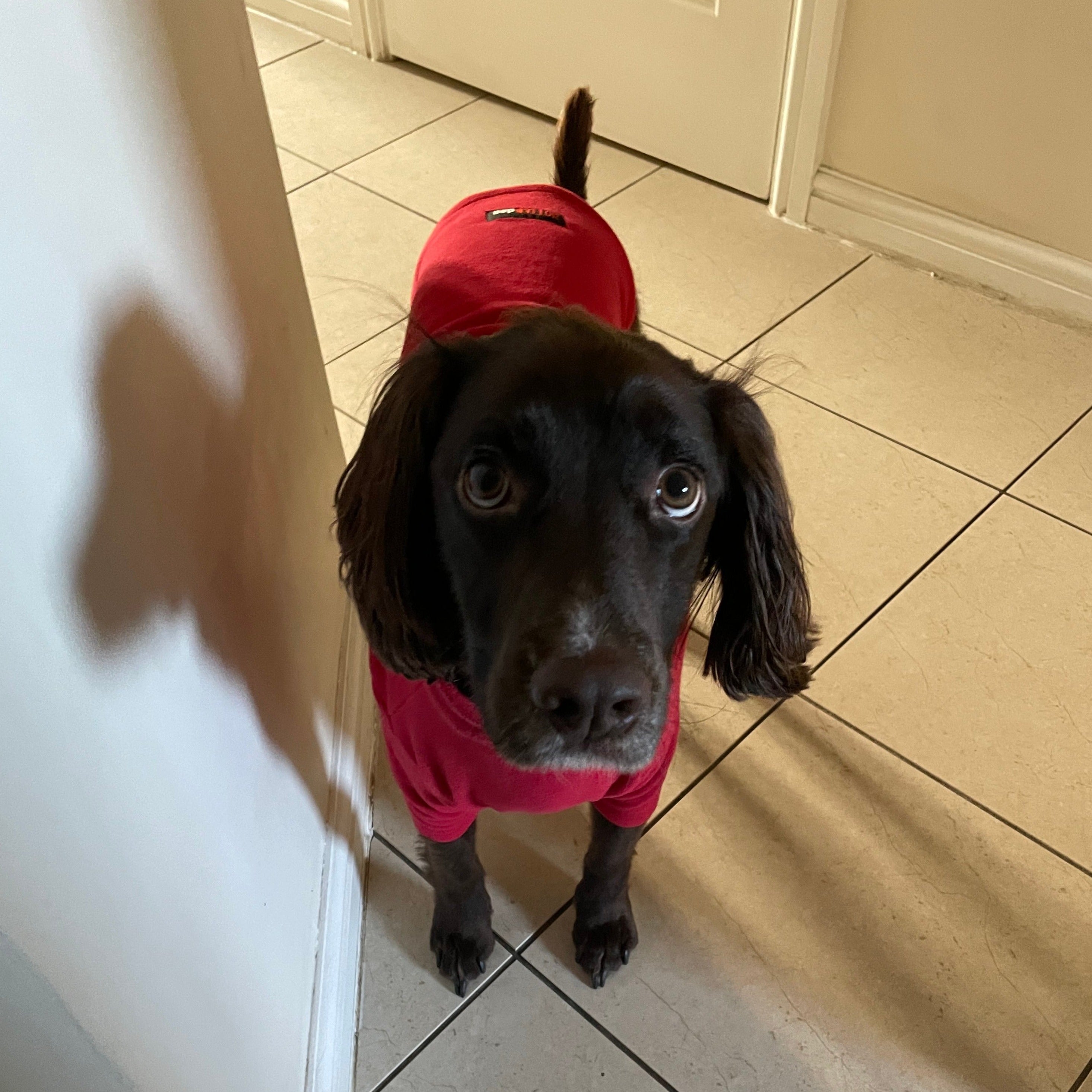 red fleece dog jumper for Sprocker Spanial - size M