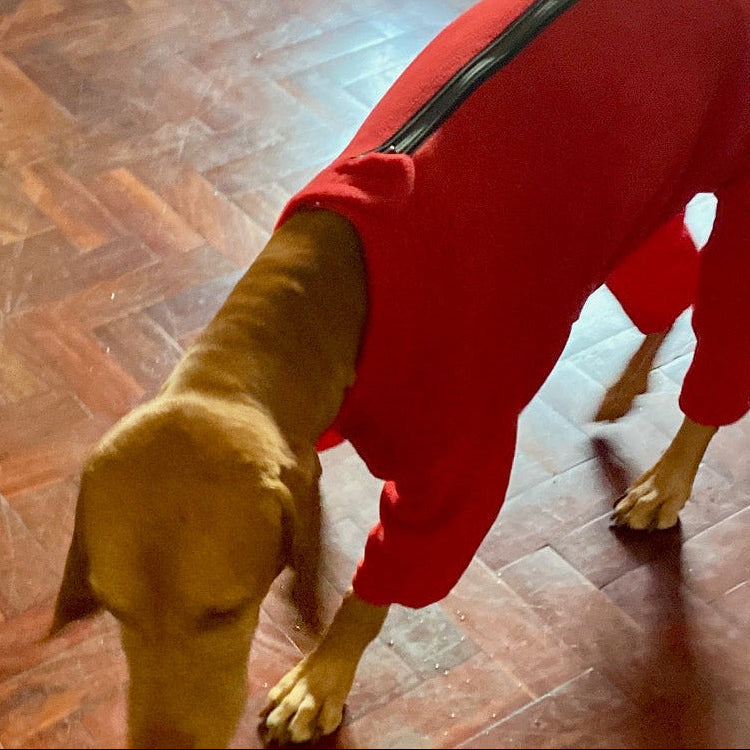 Vizsla with our dog fleece with zip