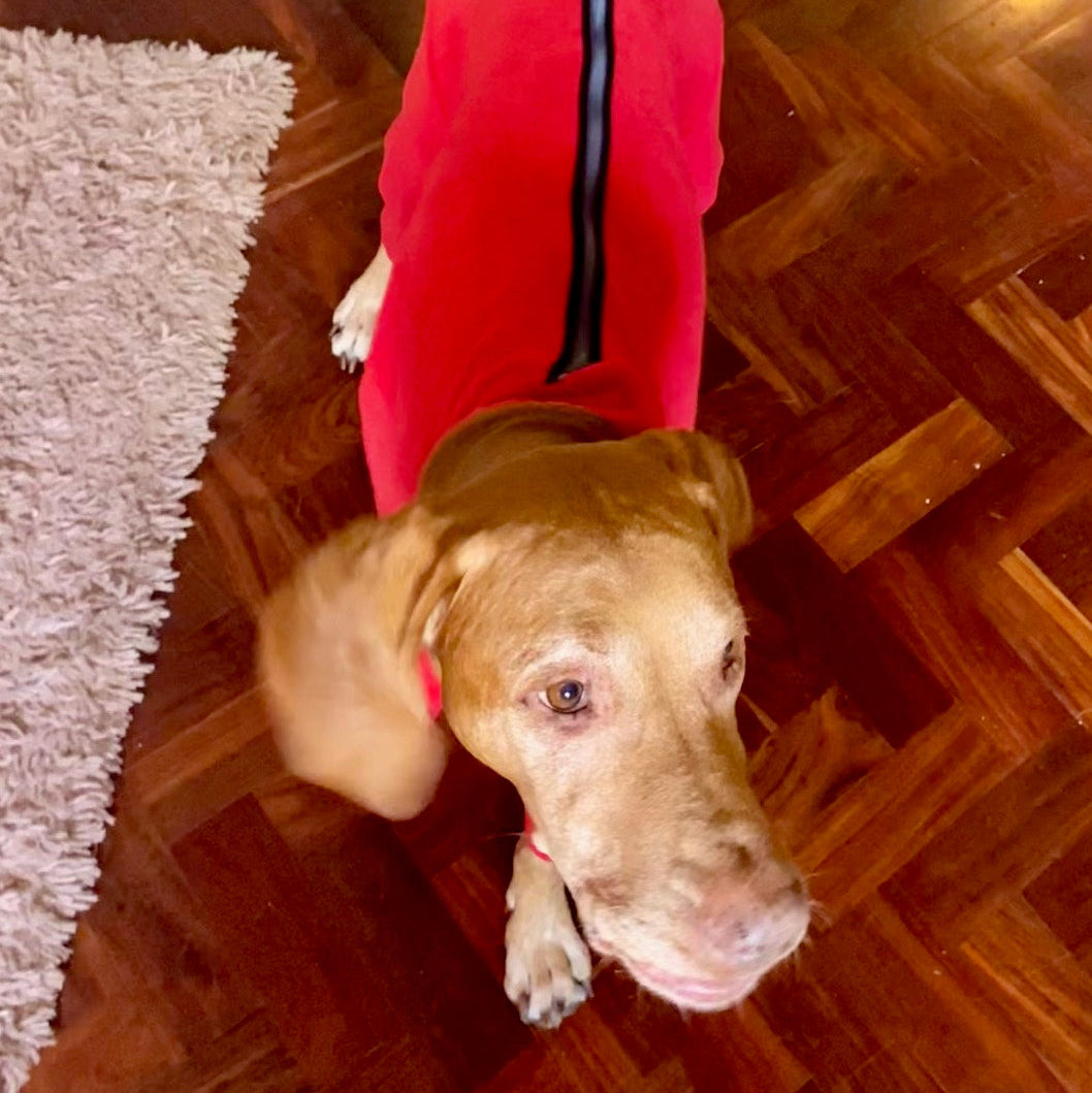 Vizsla with our dog fleece with zip