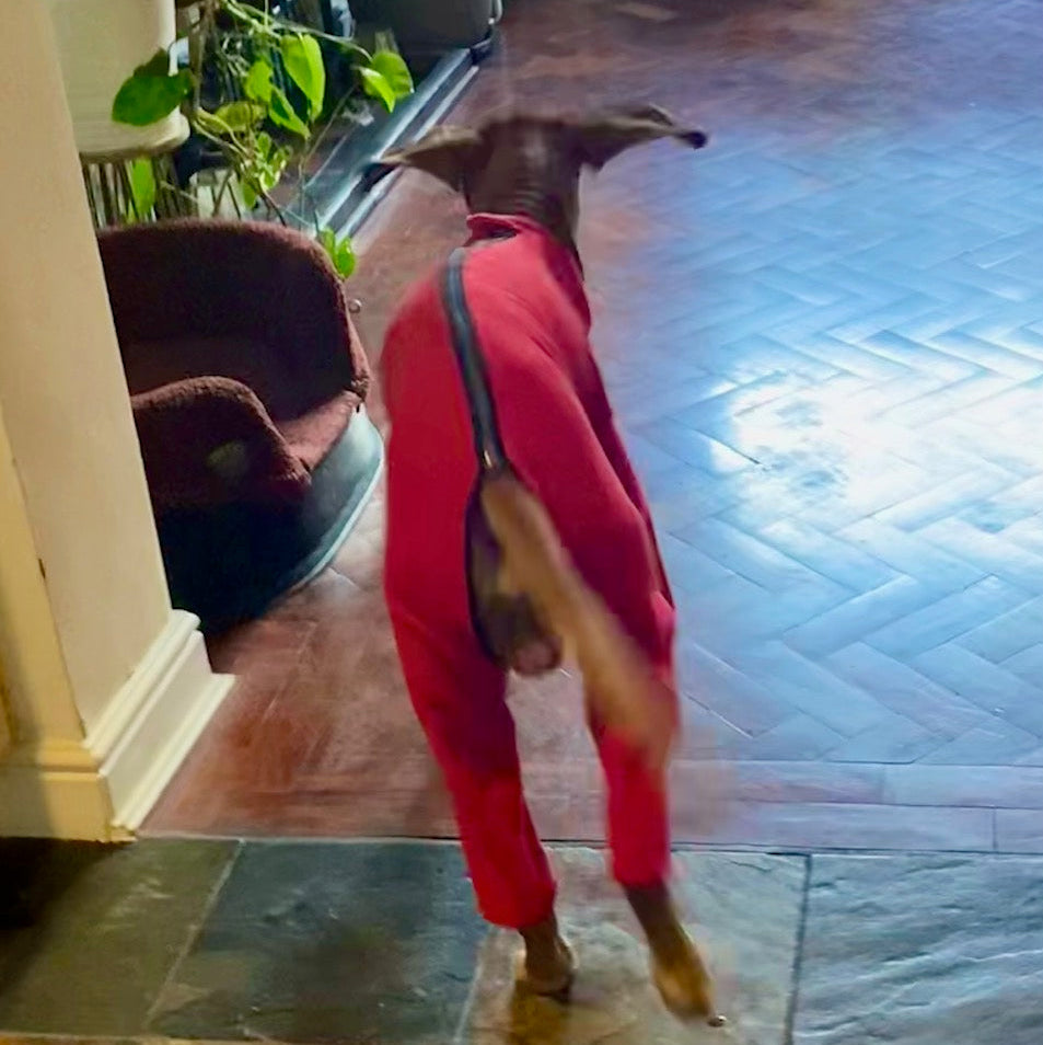 Vizsla with our dog fleece with zip