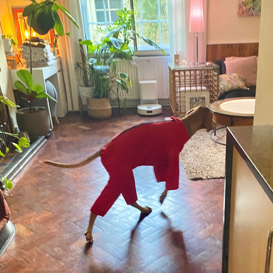 Vizsla with our dog fleece with zip