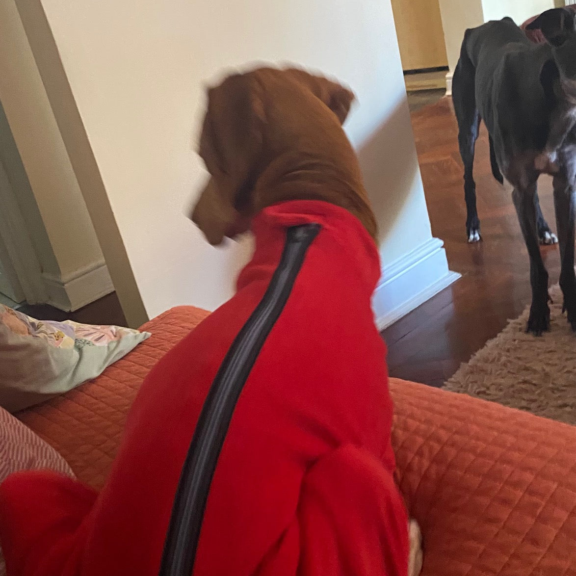 Vizsla with our dog fleece with zip