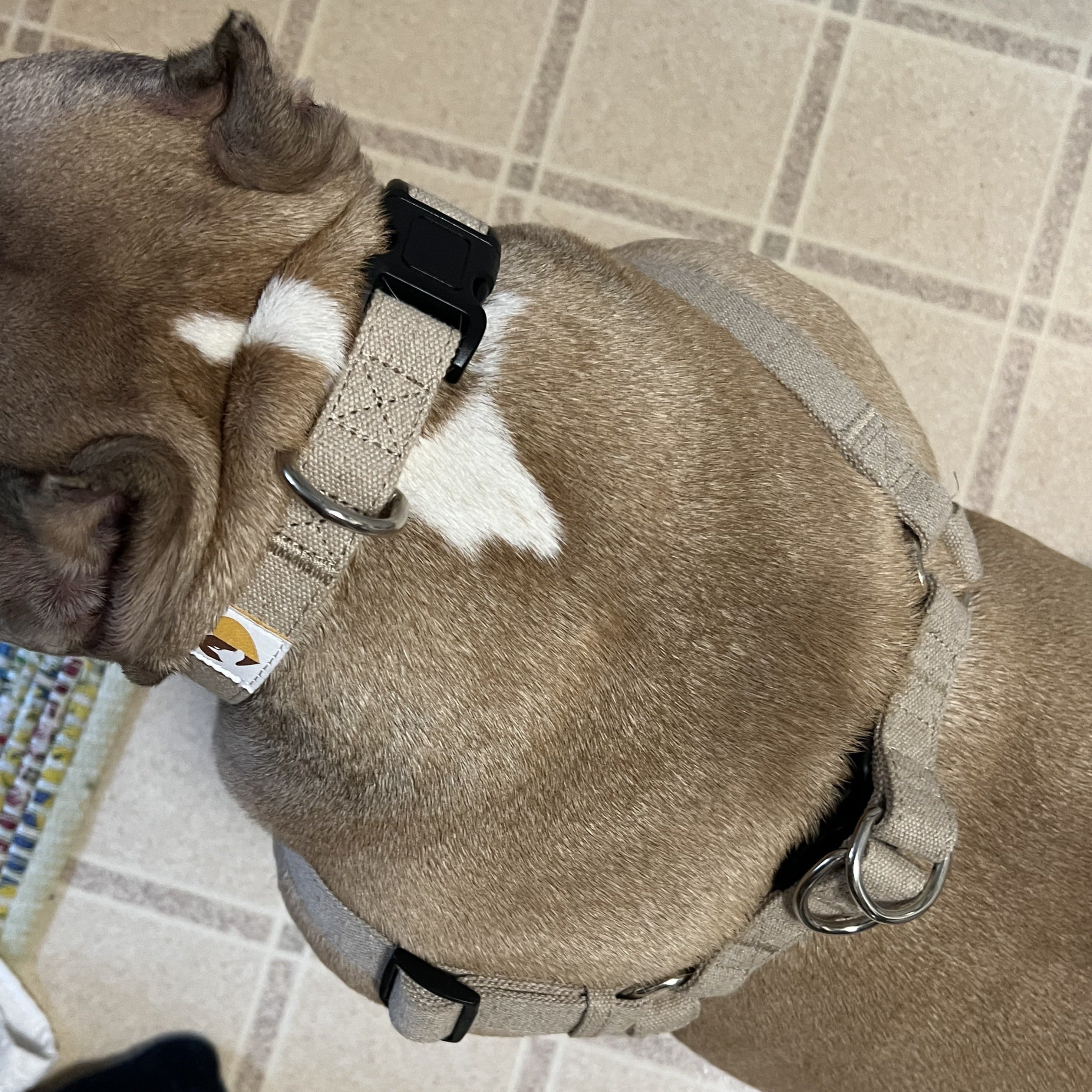 Natural Hemp Dog Collar with matching harness
