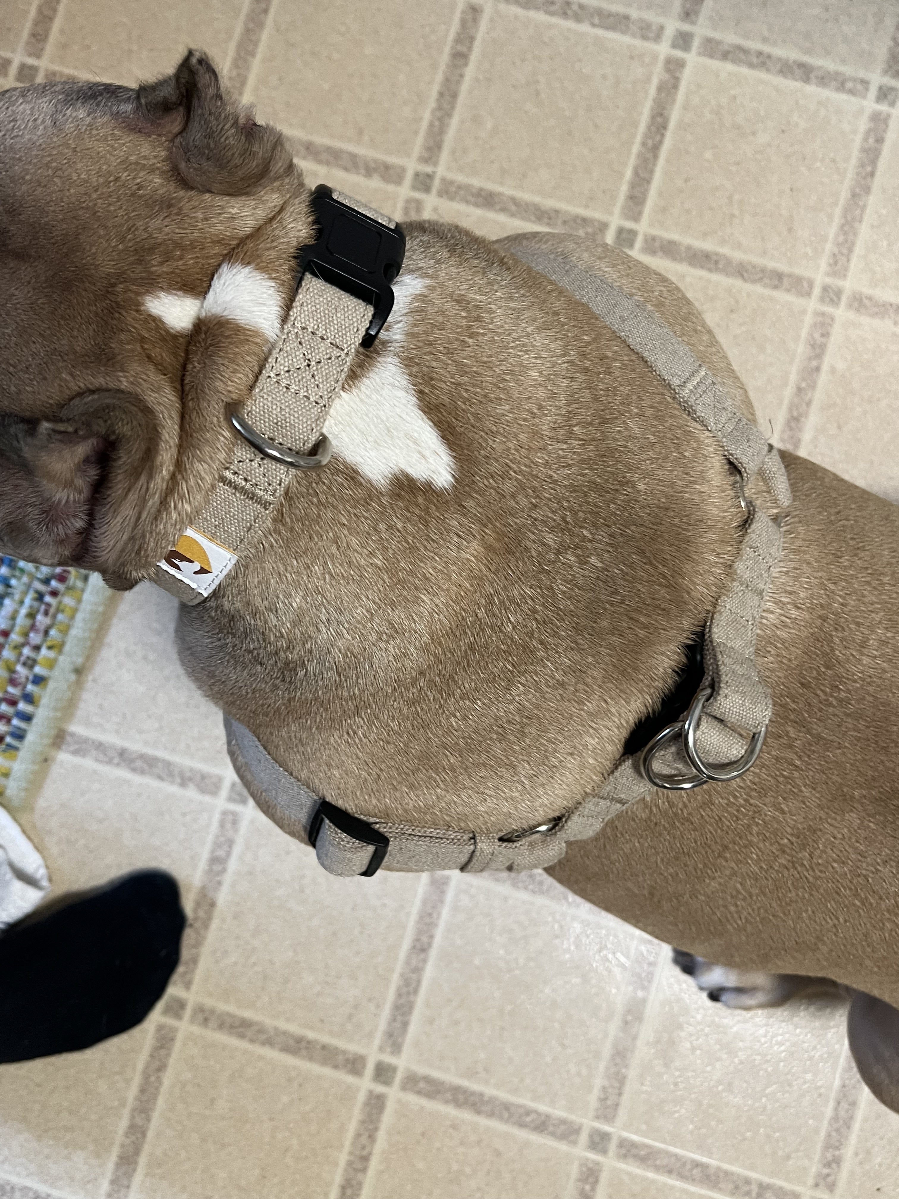 natural hemp dog harness with matching collar