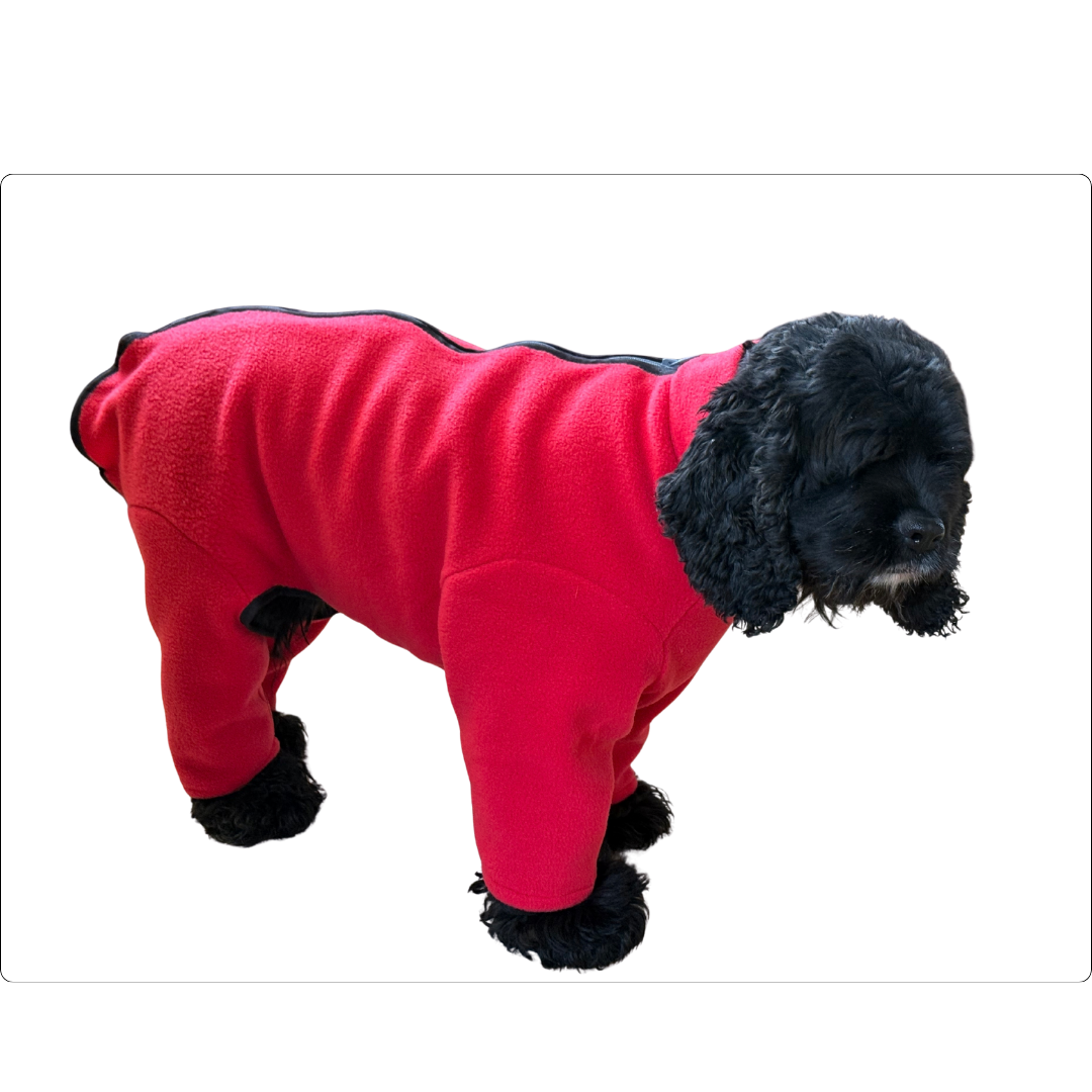 Small black dog wearing a red fleece dog jumper on a white background