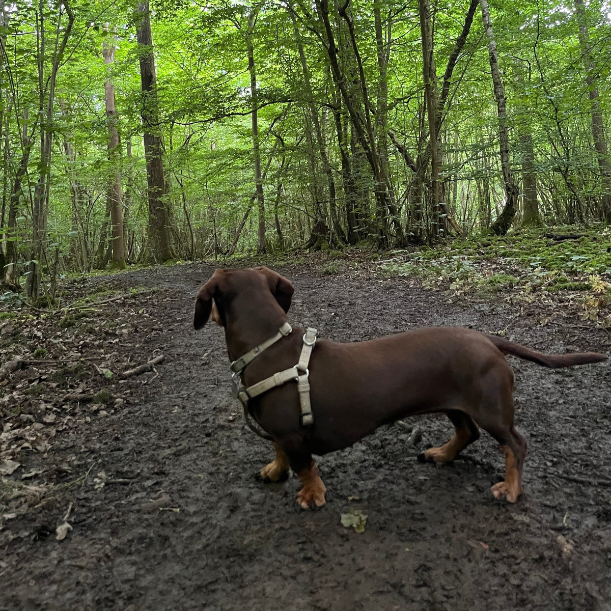 Dachshund hemp collar, with matching harness and lead