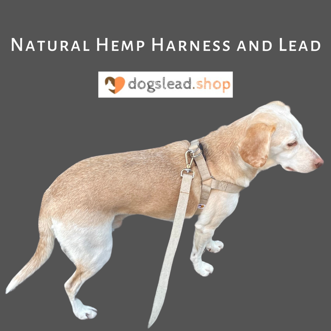 Step-In Adjustable Dog Harness and Lead Set, 100% natural hemp
