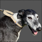 Charger l&#39;image dans la galerie, martingale dog collar in natural hemp, with matching lead 

