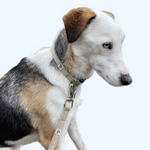 Carica l&#39;immagine nel visualizzatore di Gallery, Natural Natural Hemp Dog Collar with matching lead
