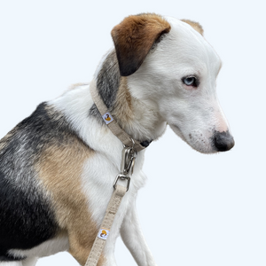 Natural Natural Hemp Dog Collar with matching lead