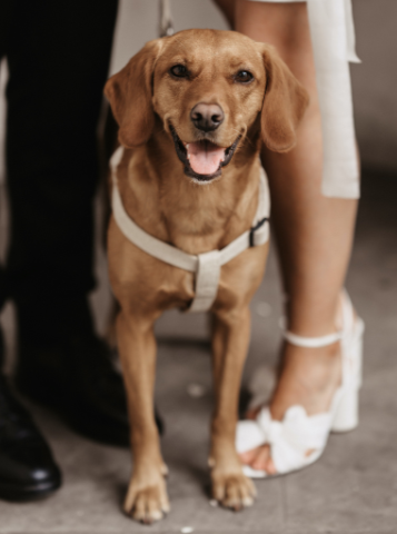 elegant dog harness and lead in Natural Hemp
