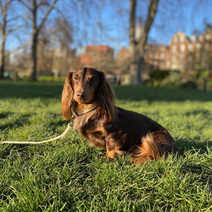 Natural Hemp Dog Collar and Lead Set - Dachshunds