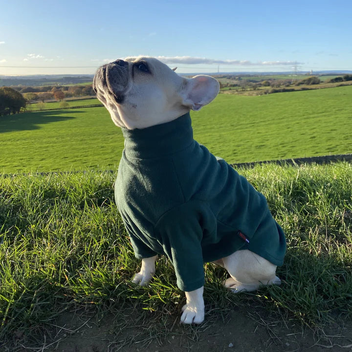 French Bulldog jumper 
