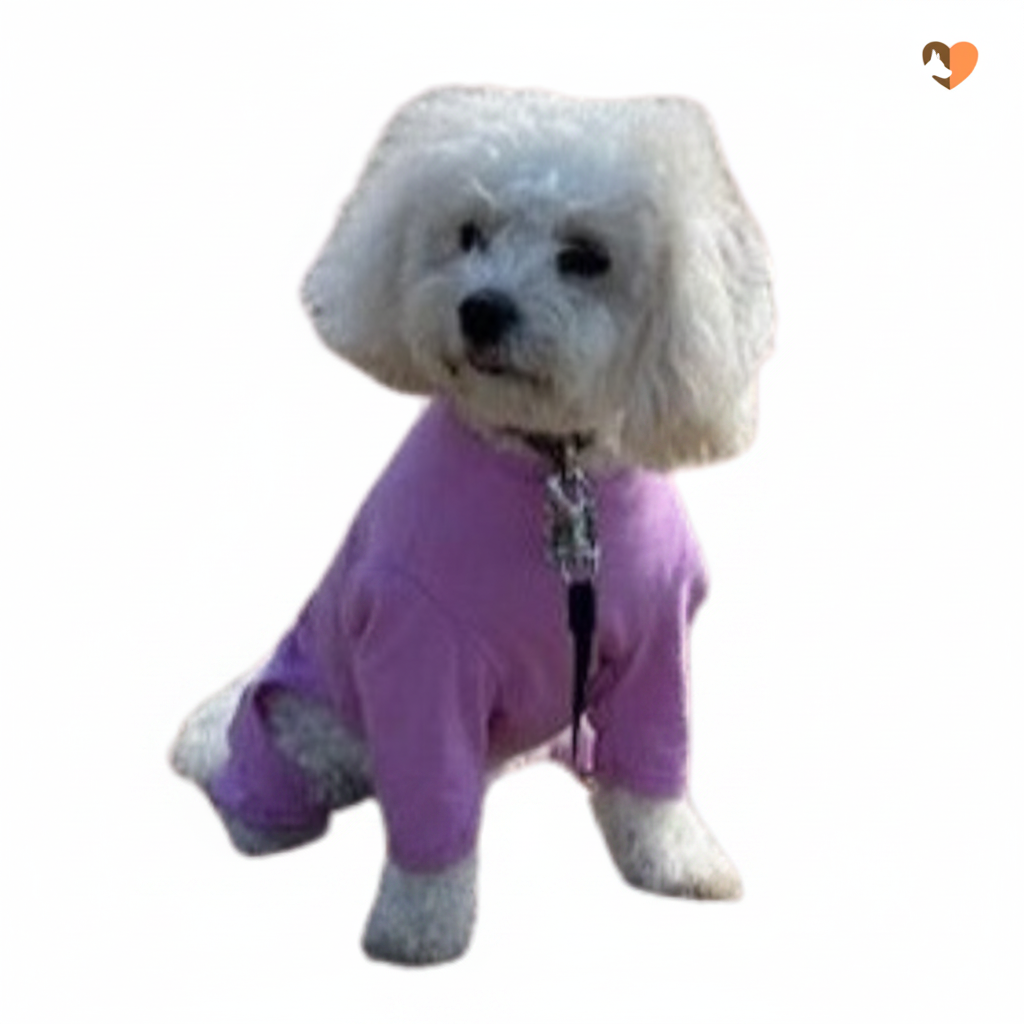 Small white dog sitting wearing a dusky rose cotton dog t-shirt suit by Equafleece