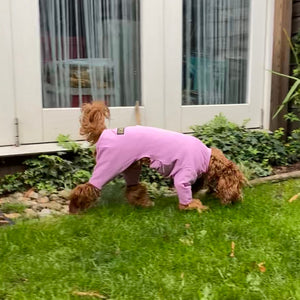 dog t-shirt suit with legs for cockapoo 