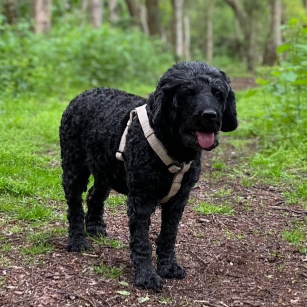 Cockapoo stepin hemp dog harness