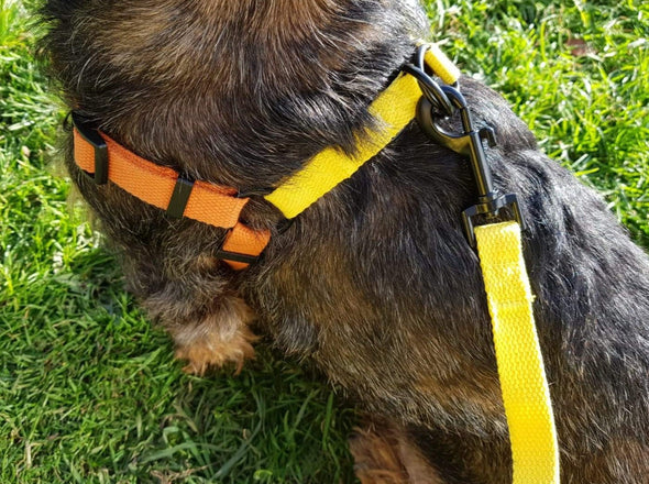 Dachshund Orange & Yellow step-in cotton harness
