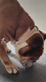 Load and play video in Gallery viewer, Natural Hemp dog collars English Bulldog
