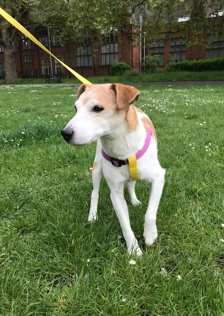 Jack Russell cotton dog harness, purple and yellow