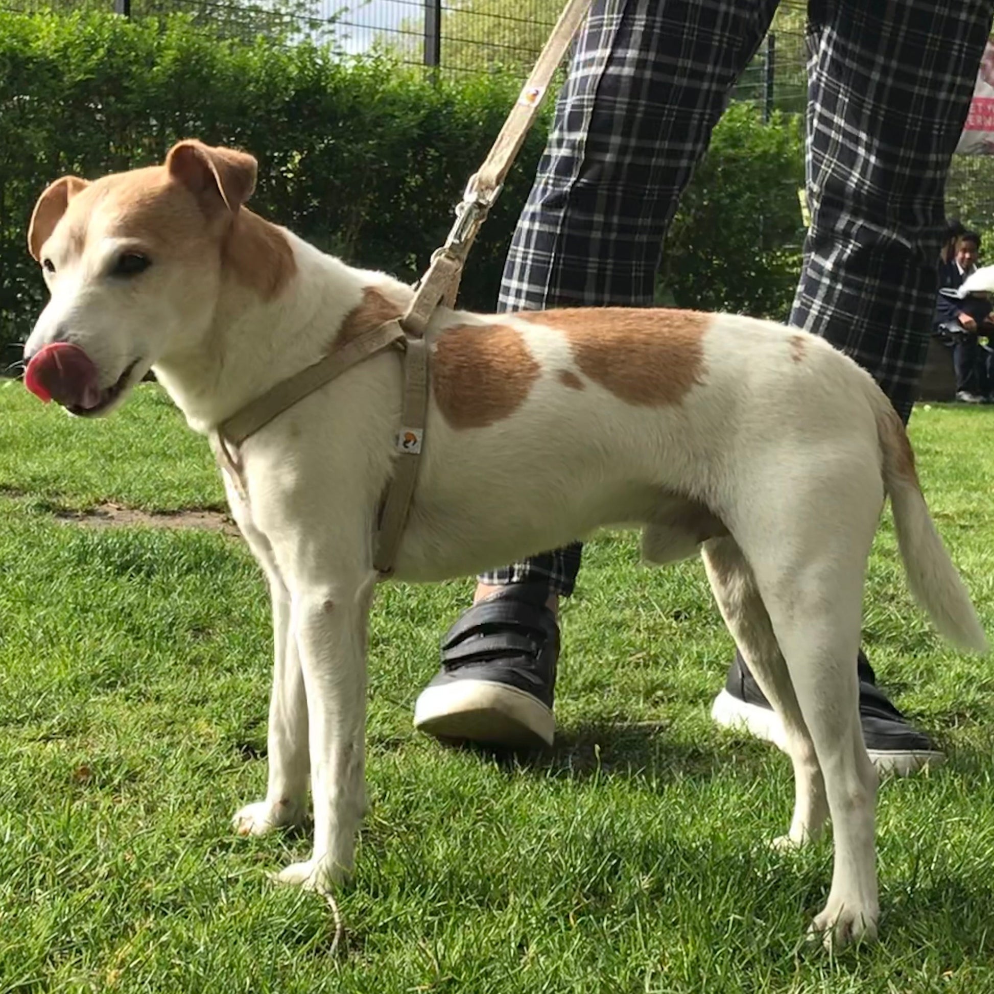 Hemp harness for Jack Russell