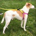 Load image into Gallery viewer, Dog Harness &amp; Leash Set, purple and yellow Cotton
