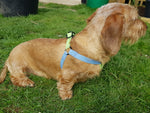 Load image into Gallery viewer, Puppy Dachshund Cotton Harness
