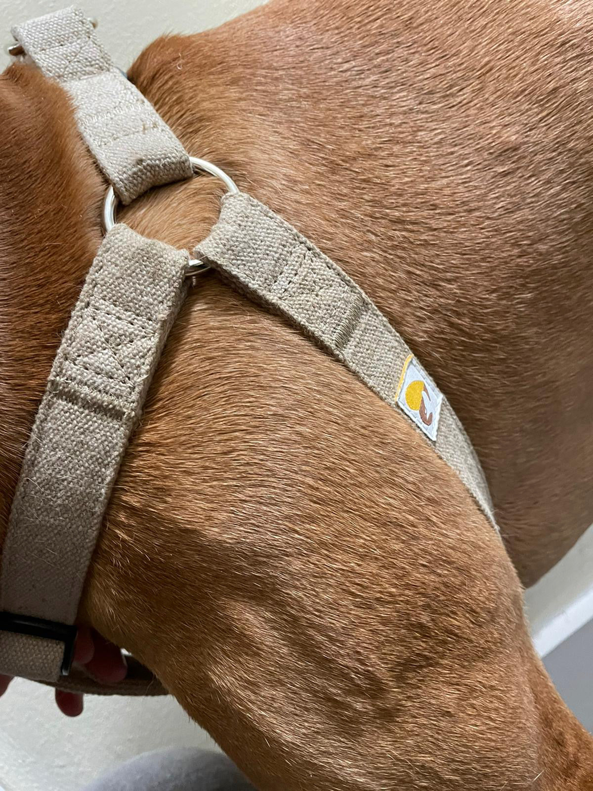Step-in dog harness in natural hemp