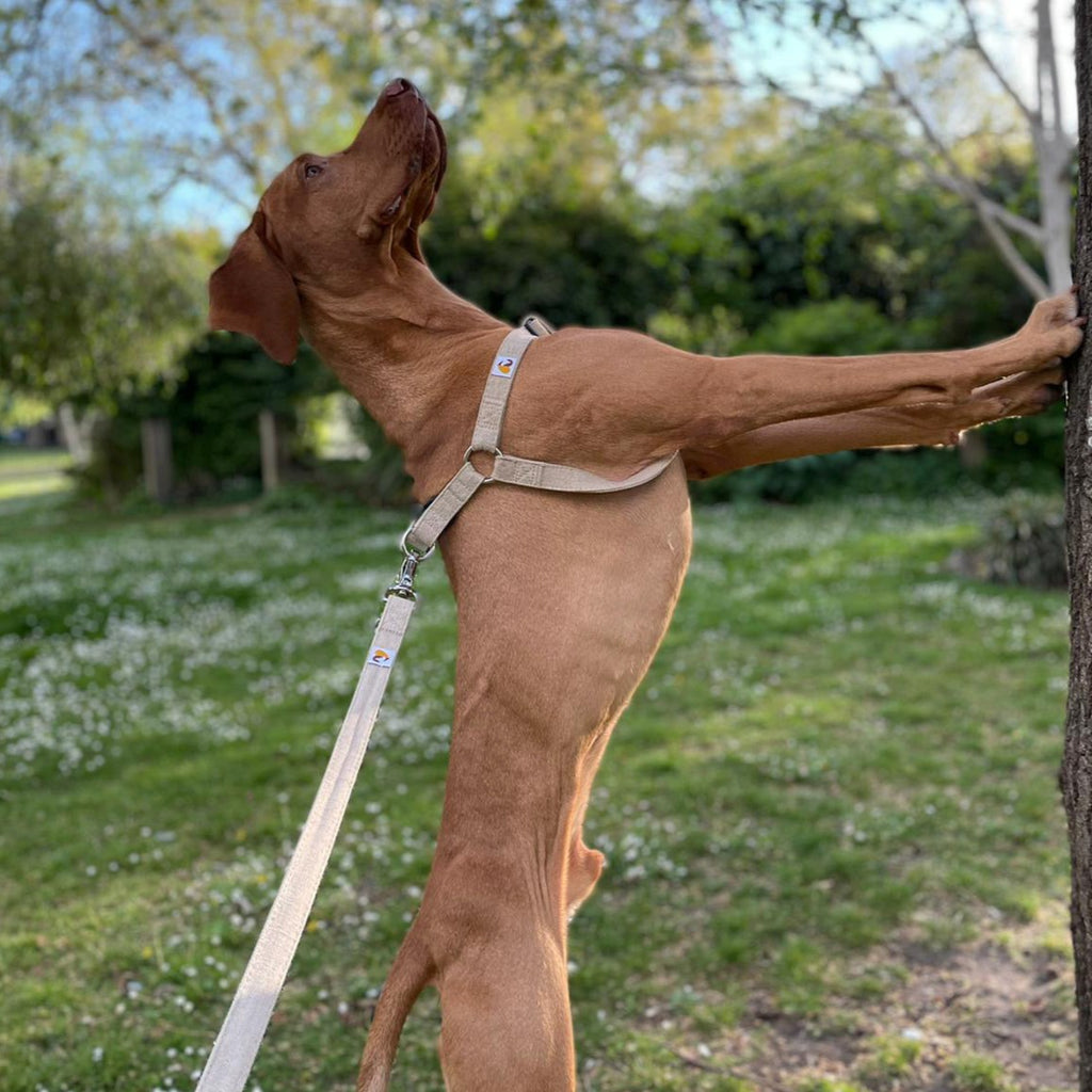 Step-In Adjustable Dog Harness and Lead Set, 100% natural hemp