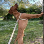 Charger l&#39;image dans la galerie, Step-In Adjustable Dog Harness and Lead Set, 100% natural hemp
