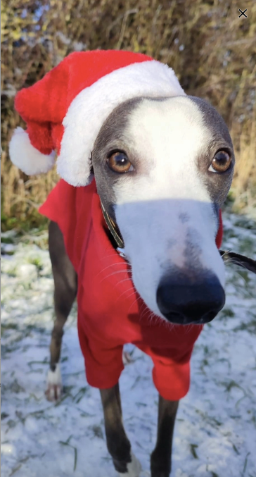 Red Fleece dog Jumper 