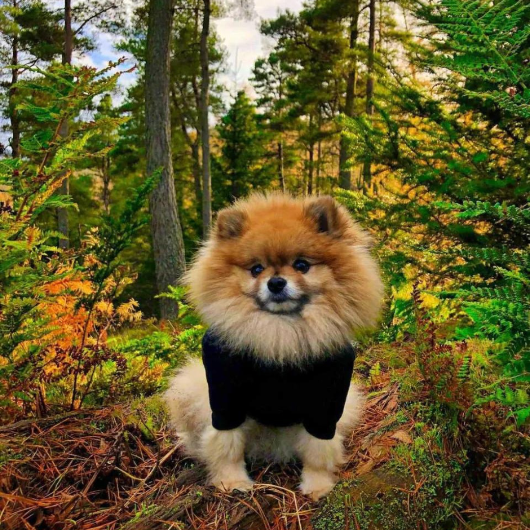 Black Fleece Dog Jumper 100% Rainproof, Warm, Washable and Breathable