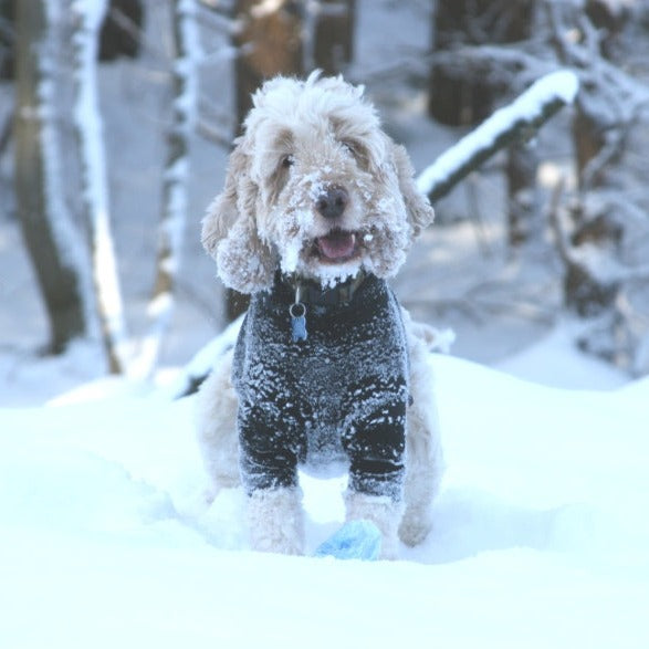 Black Fleece Dog Jumper 100% Rainproof, Warm, Washable and Breathable