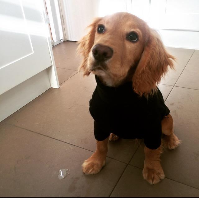 Black Fleece Dog Jumper 100% Rainproof, Warm, Washable and Breathable