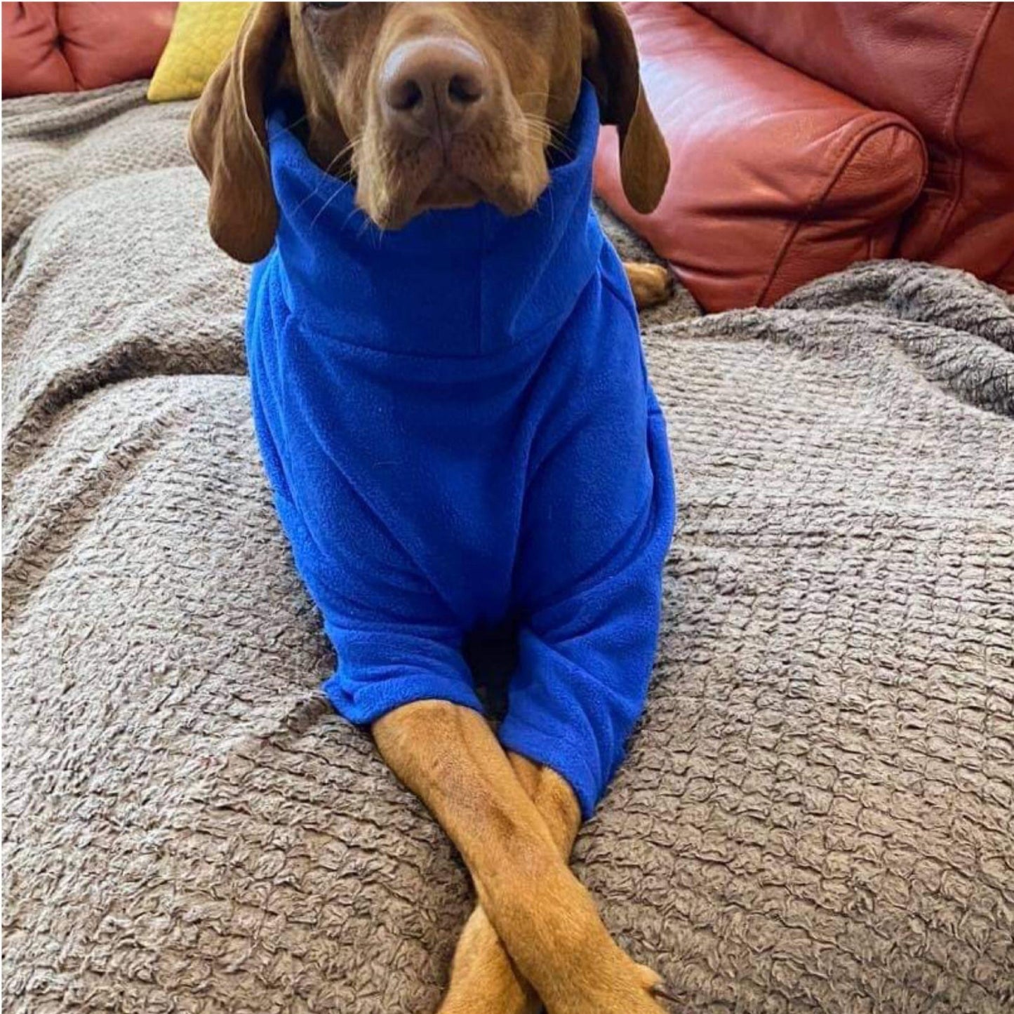 Royal Blue Fleece Dog Jumper by HOTTERdog