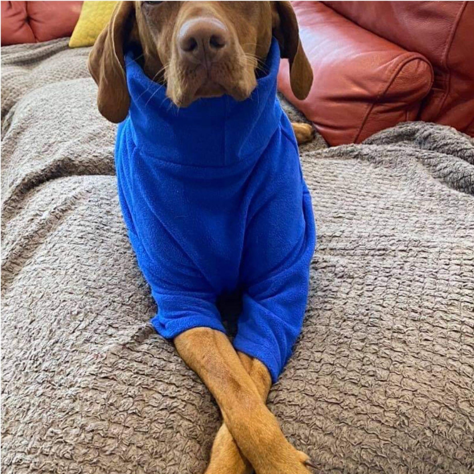 Royal Blue Fleece Dog Jumper by HOTTERdog