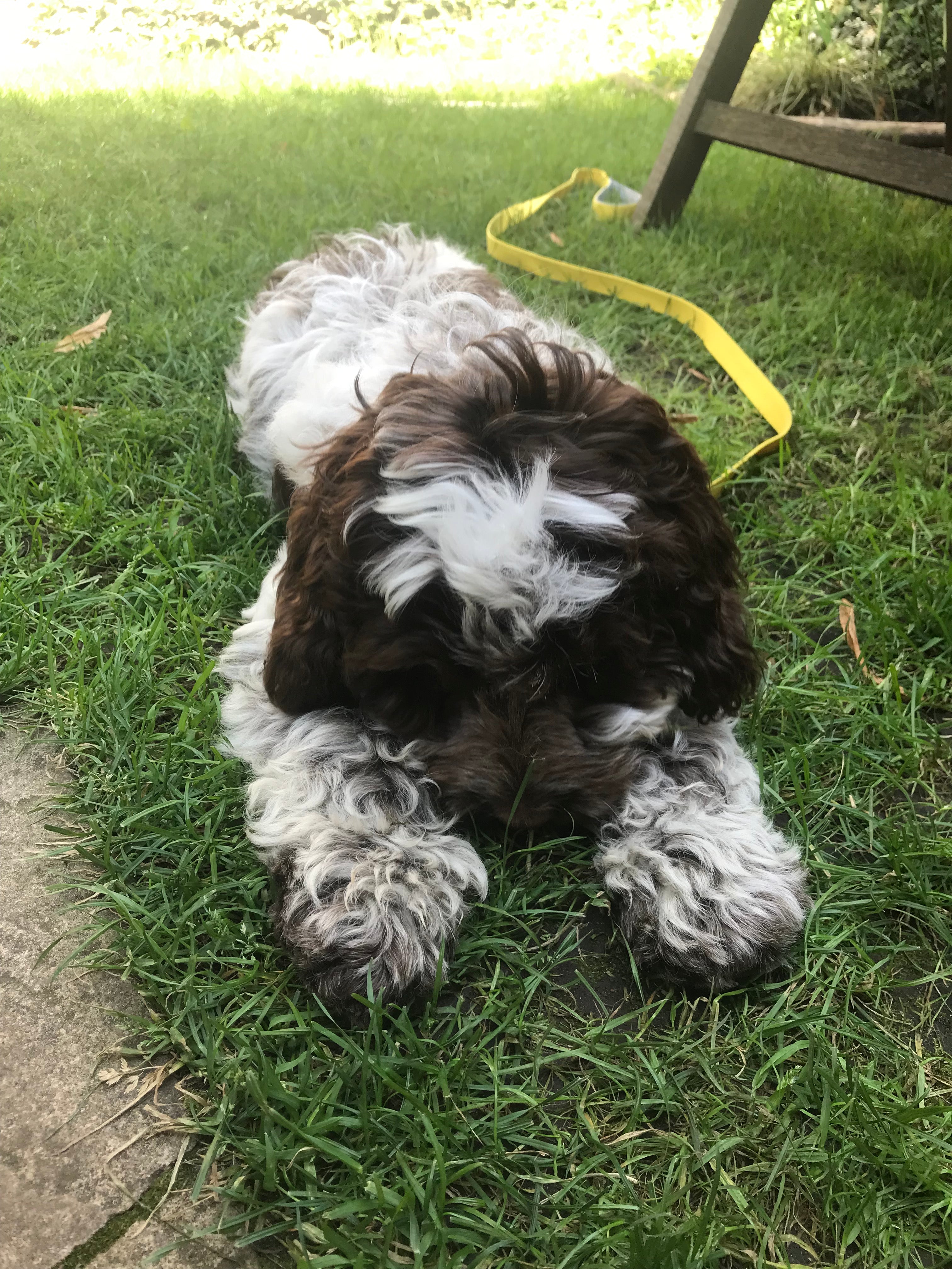 Cockapoo yellow dog lead, 5 ft long