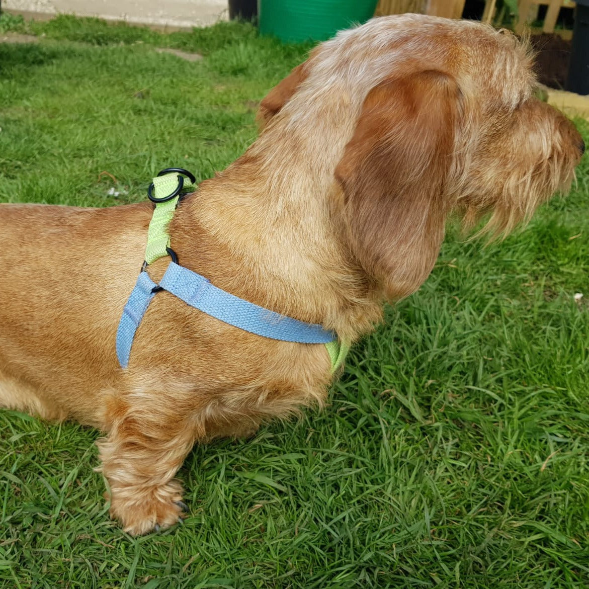 Dachshund Blue & Green step-in cotton harness