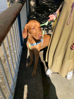 Load image into Gallery viewer, Vizsla dog lead, green cotton, with matching harness
