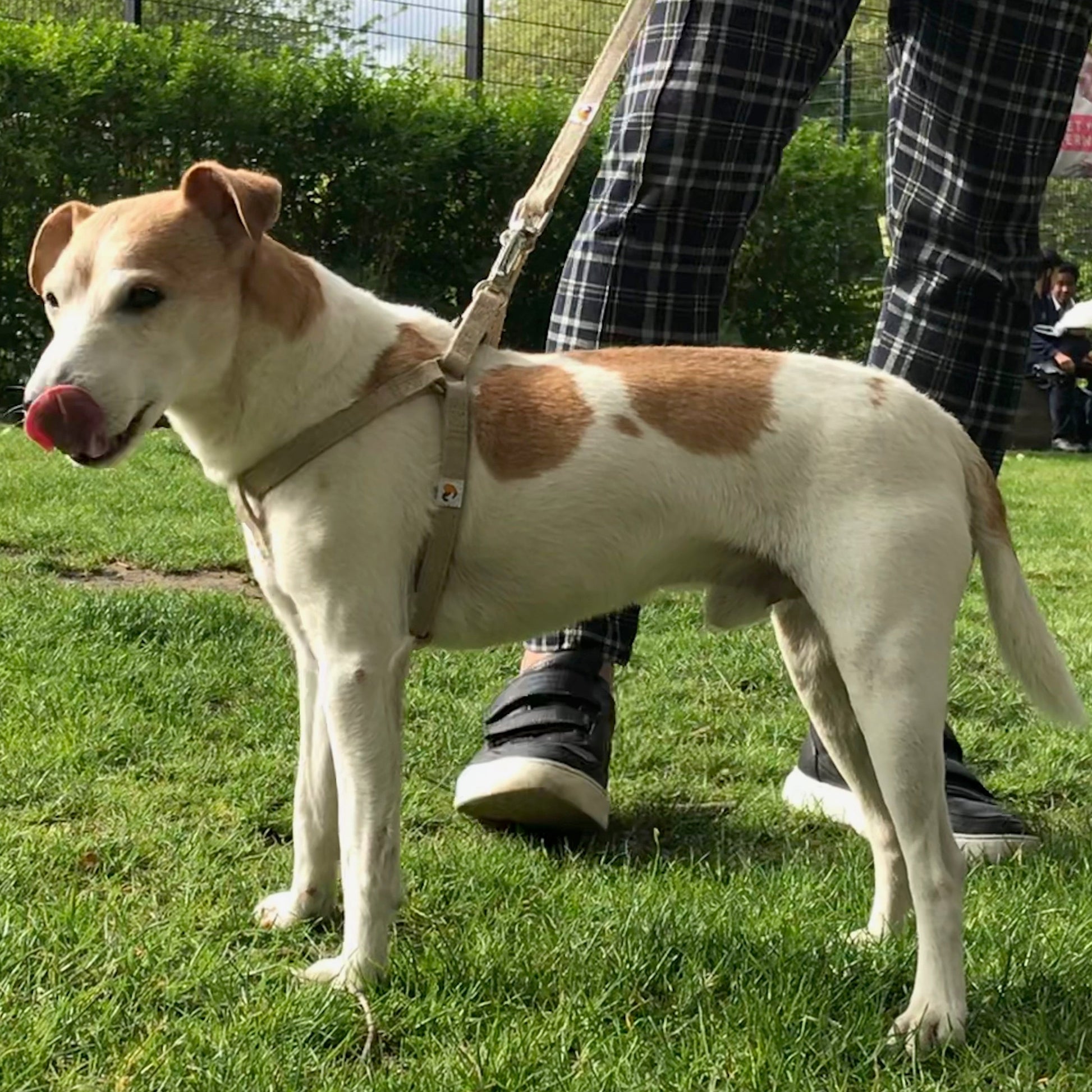 Hemp Harness and Leash, small size for Jack Russell
