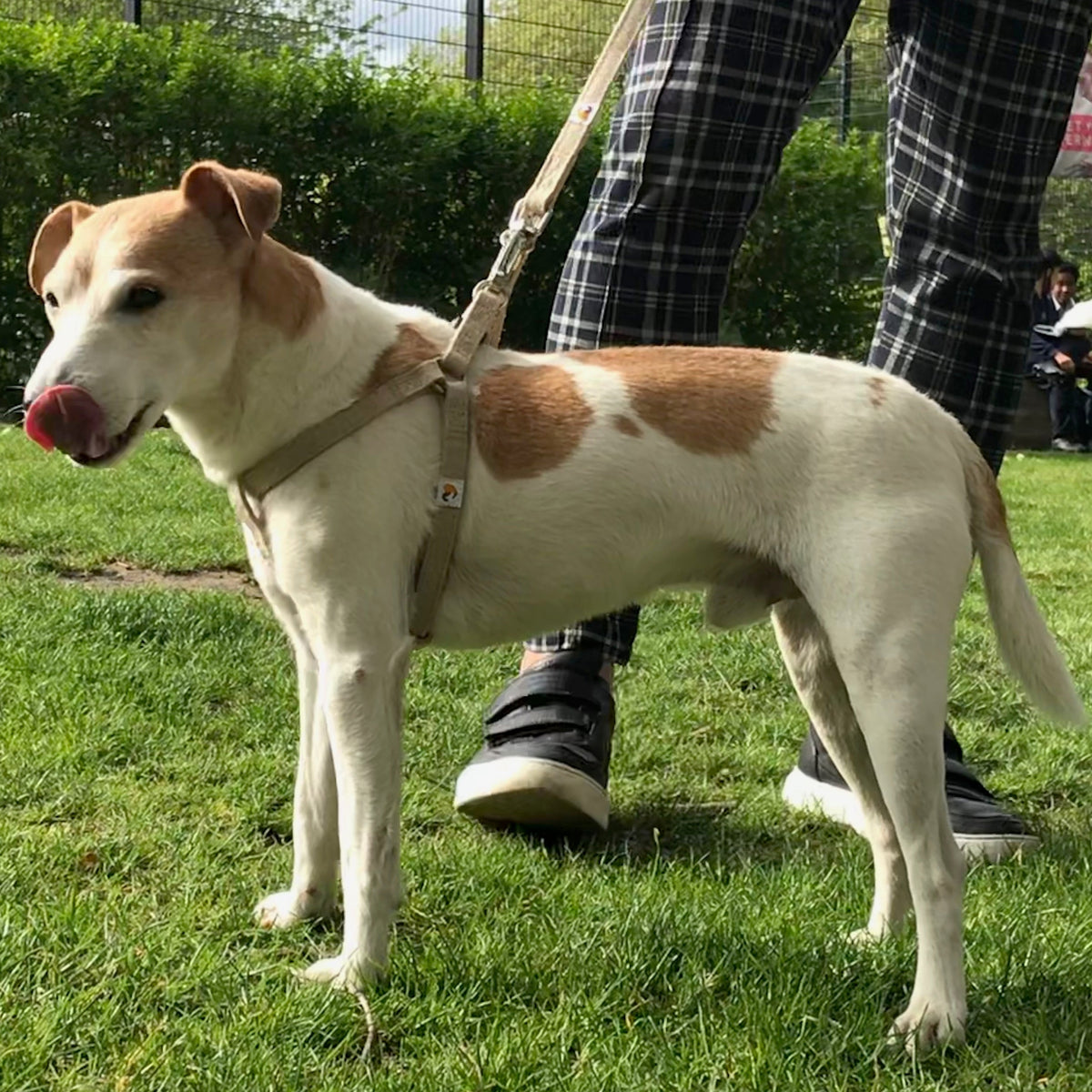 Hemp Harness and Leash, small size for Jack Russell