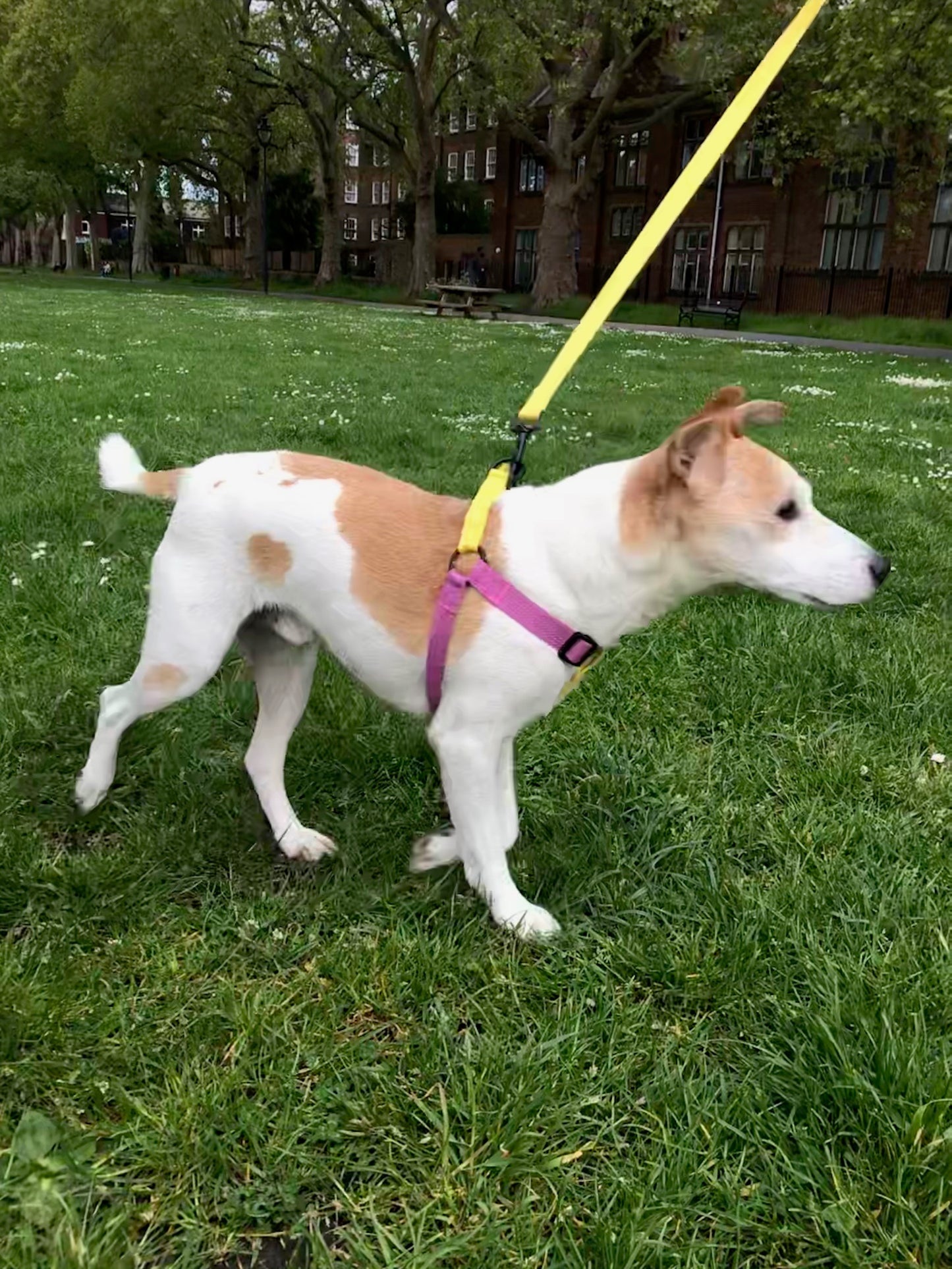 Jack Russell cotton dog harness, purple and yellow