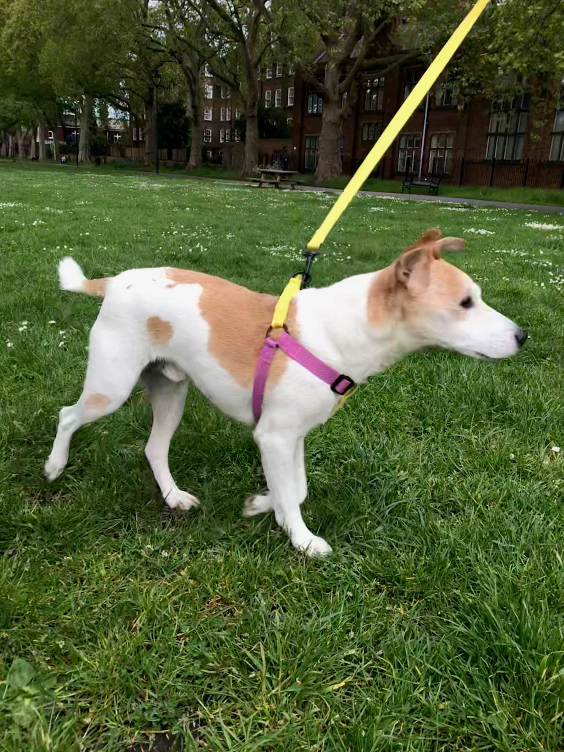 Jack Russell cotton dog harness, purple and yellow