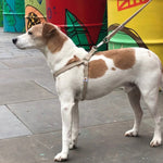 Load image into Gallery viewer, Hemp dog lead and harness Jack Russell
