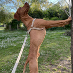 Carica l&#39;immagine nel visualizzatore di Gallery, Natural Hemp Dog Lead, with matching harness
